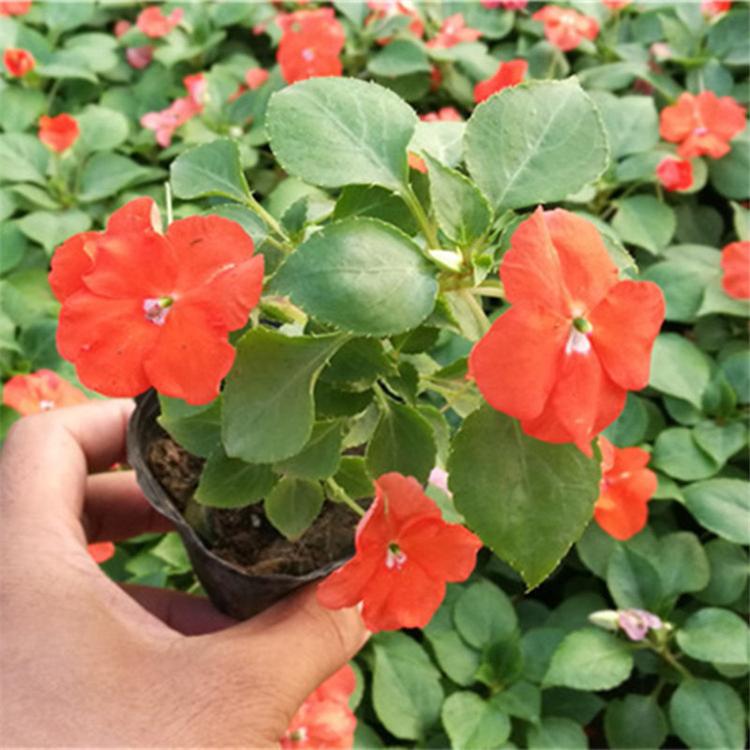 山东非洲凤仙花花苗批发采购基地