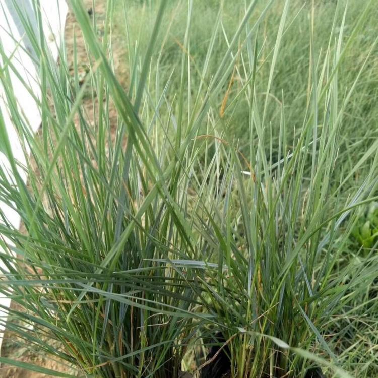 粉黛乱子草地被观赏草花类植物 多年生株高可达70-90cm