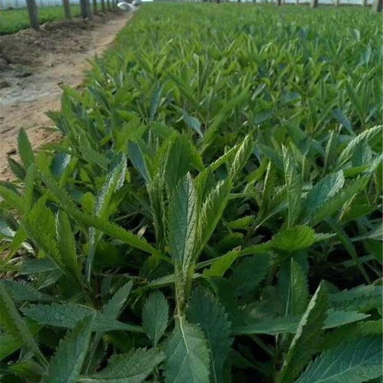 马鞭草基地 供应马鞭草小皮碗 马鞭草苗