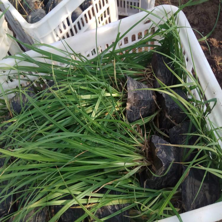 青绿苔草价格 青绿苔草图片
