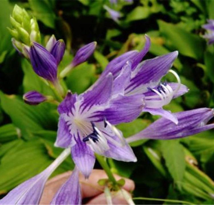 大量批发紫玉簪苗 玉簪杯苗 紫花玉簪价格
