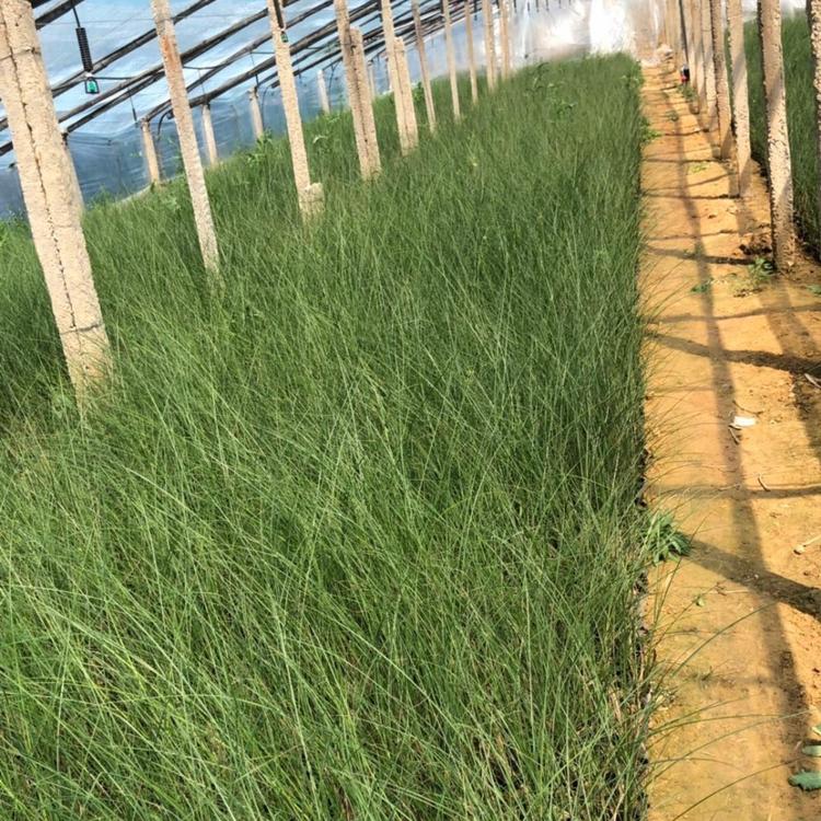 细叶芒价格 细叶芒批发 观赏草种植批发