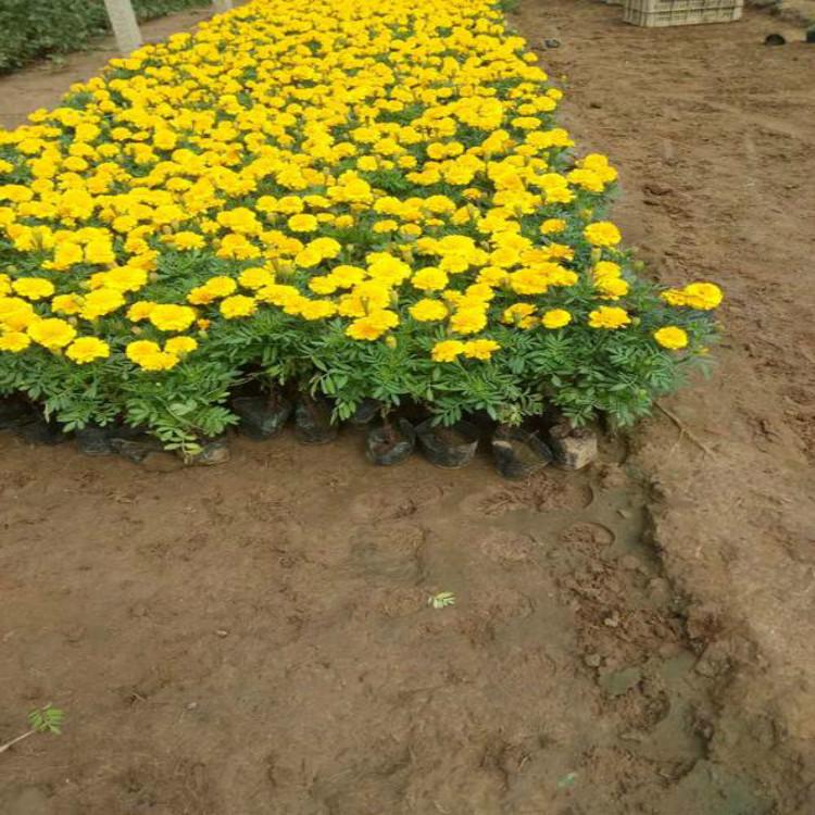 孔雀草 孔雀草价格 孔雀草批发基地