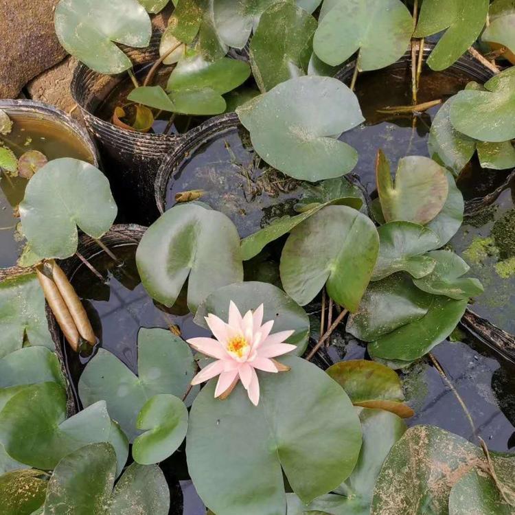 大量出售睡莲  黄楼花卉睡莲批发 睡莲供应商