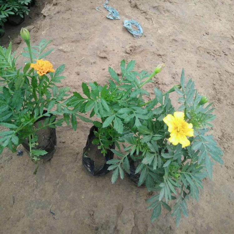 山东青州草花基地  梓熙花卉  孔雀草批发 孔雀草价格 孔雀草基地   现货供应孔雀草