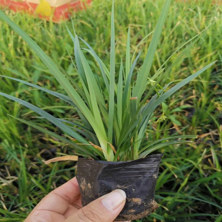 涝峪苔草