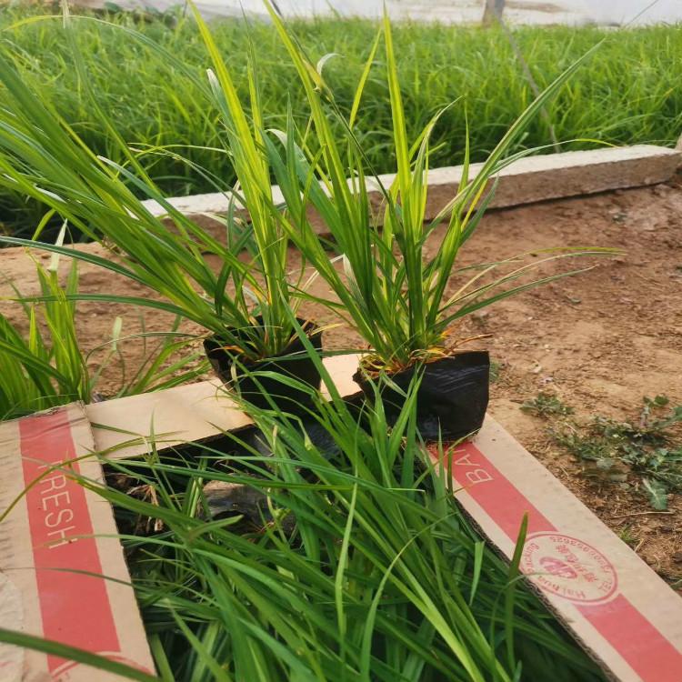 涝峪苔草批发基地 涝峪苔草价格