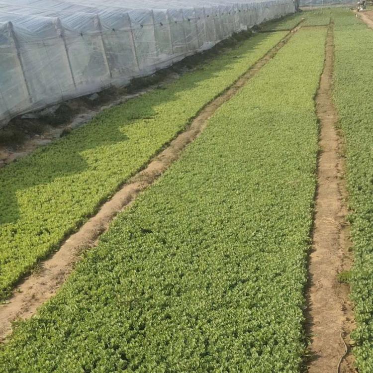 青州草花基地  梓熙花卉  蝎子草  八宝景天价格 八宝景天批发  八宝景天供应   八宝景天基地供应     货发全国