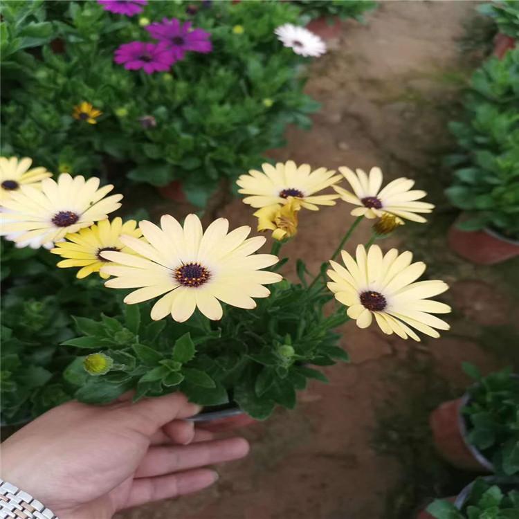 批发万寿菊杯苗    万寿菊价格