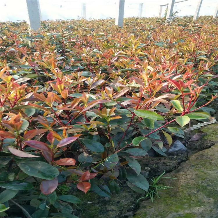 大量批发红叶石楠杯苗    红叶石楠价格