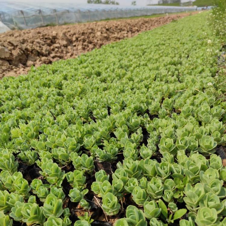 八宝景天基地直销花碟锦簇园林种植
