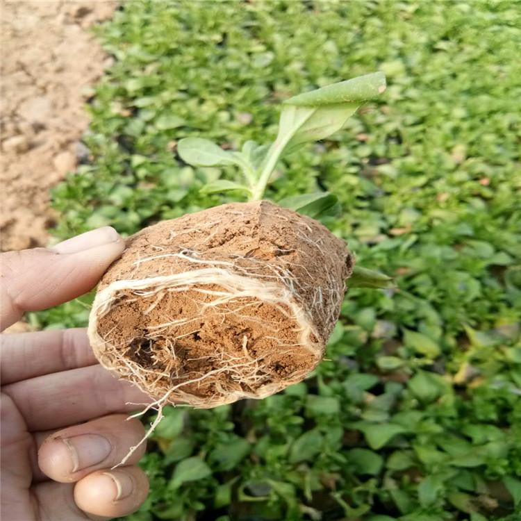垂吊牵牛价格   直销垂吊牵牛杯苗
