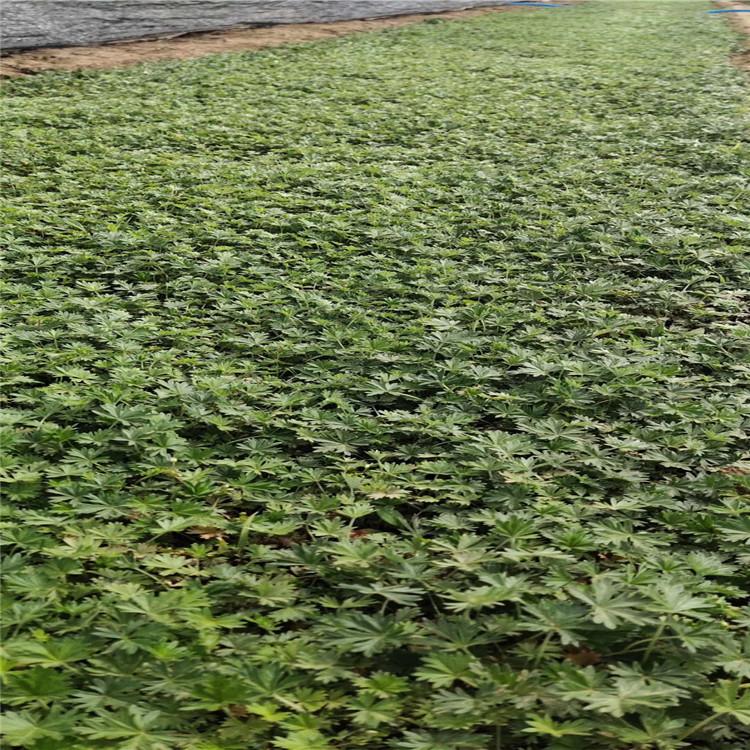 大量批发委陵菜小苗   委陵菜价格