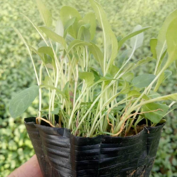 美丽月见草基地 美丽月见草价格 月见草供应 月见草报价