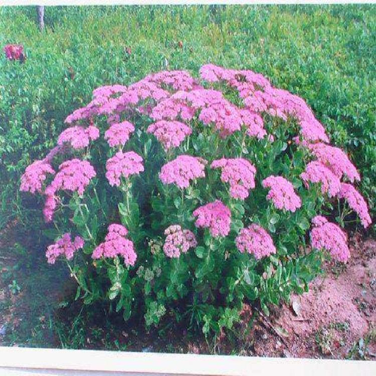 八宝景天 种植八宝景天