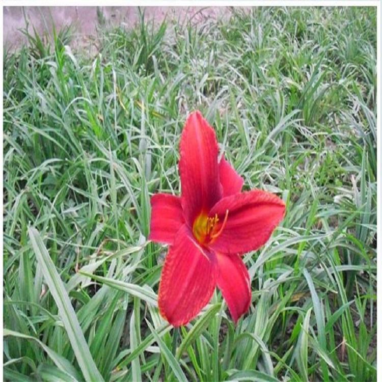 红运萱草批发基地林航花卉 大量供应红运萱草苗