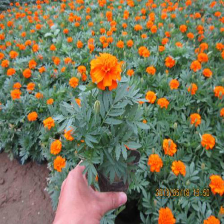 孔雀草价格