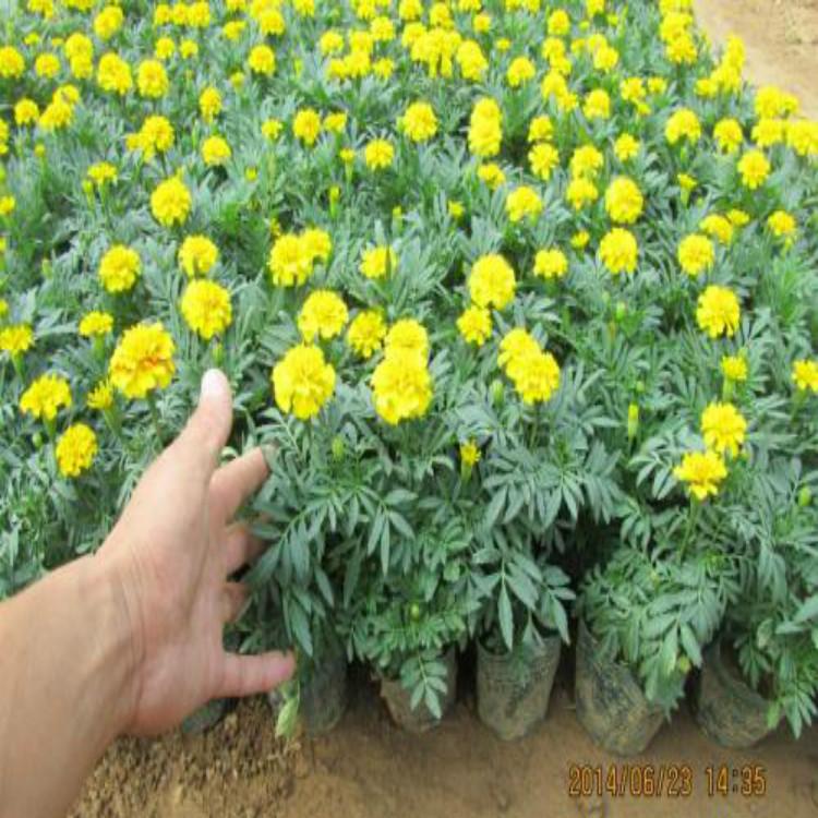孔雀草价格 孔雀草小苗