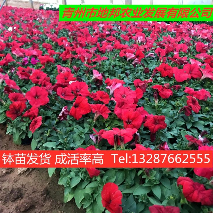 牵牛 地邦  垂吊牵牛 基地直销 期待您的到来