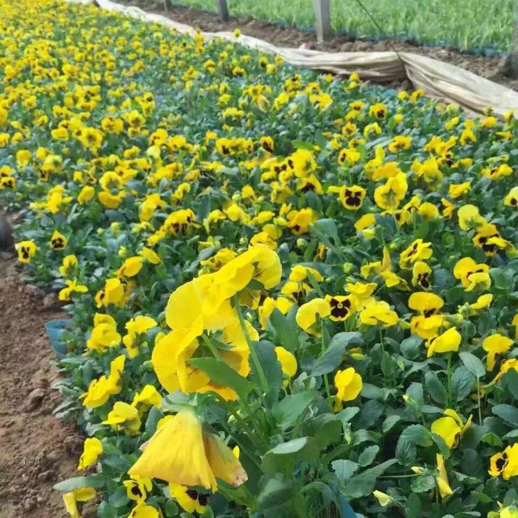 批发三色堇 山东观赏花卉基地 御景三色堇