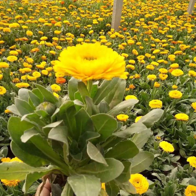 万寿菊批发 万寿菊价格 万寿菊基地