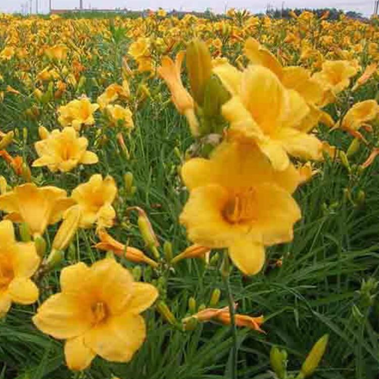 青州花卉苗木种植基地批发大花萱草 大花萱草价格 俊宇