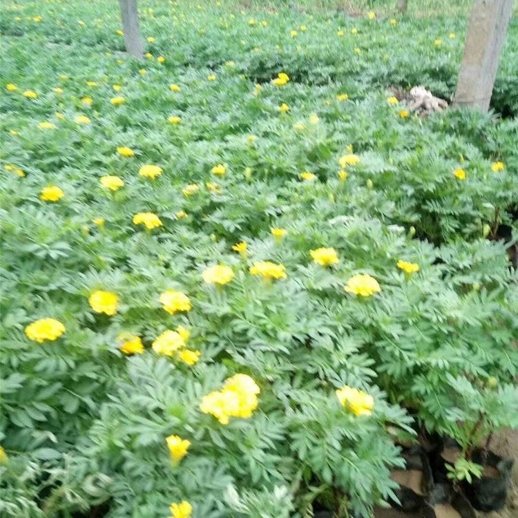 孔雀草供应 青州孔雀草批发 孔雀草价格