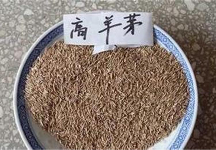 优惠 批发高羊茅草种子 浩菲高羊茅种子公司