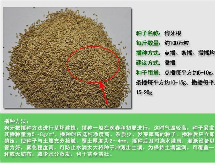 狗牙根种子批发 地被草狗牙根种子价格