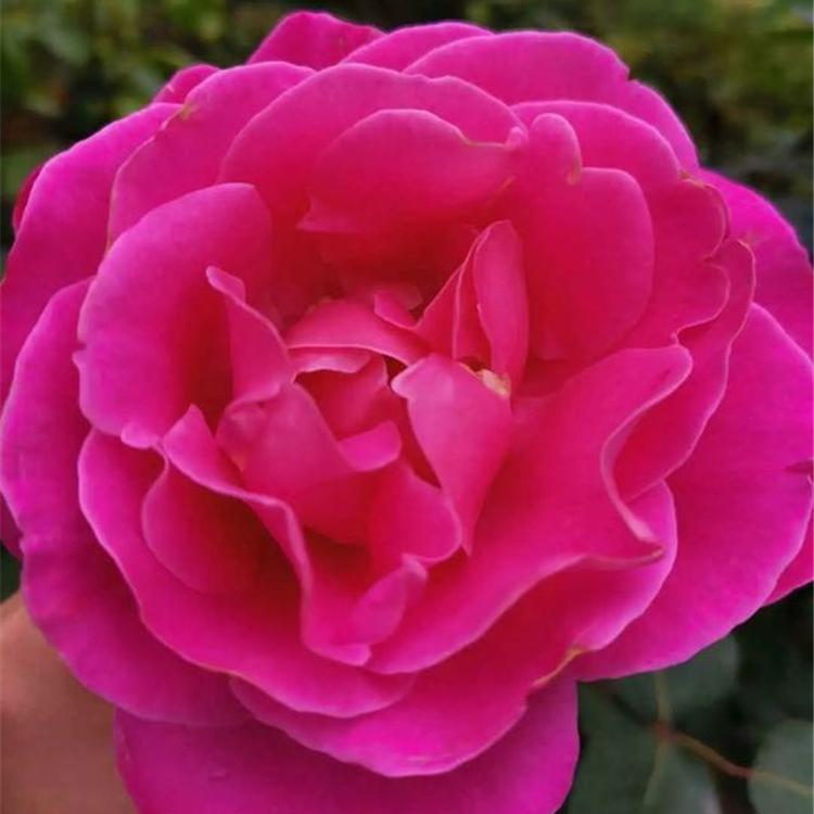 大花月季花苗基地直销物美价廉