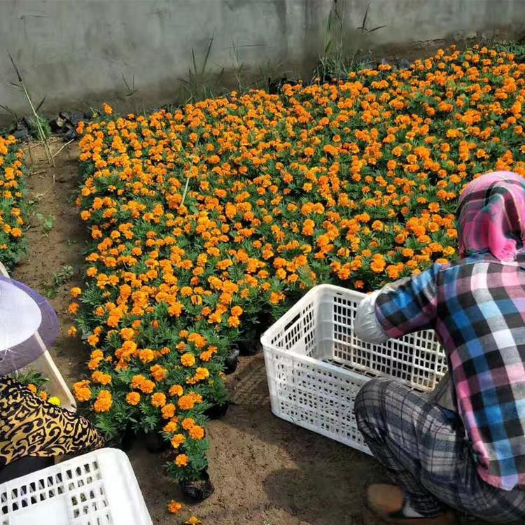 孔雀草营养杯苗 基地培育 花期7-9月