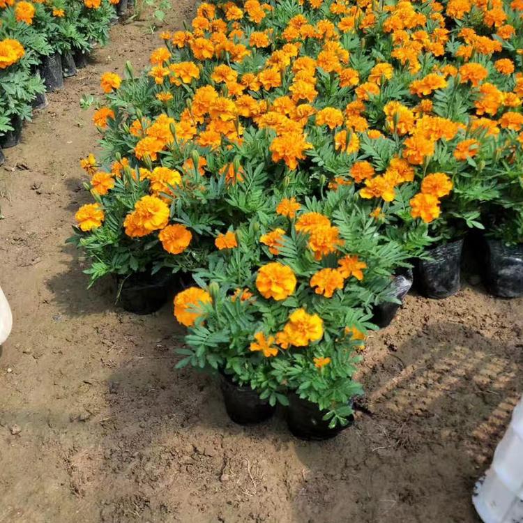 草花批发 孔雀草基地 孔雀草供应商