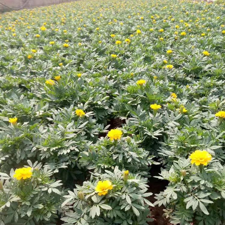 双色盆孔雀草 盆栽孔雀草价格 孔雀草基地