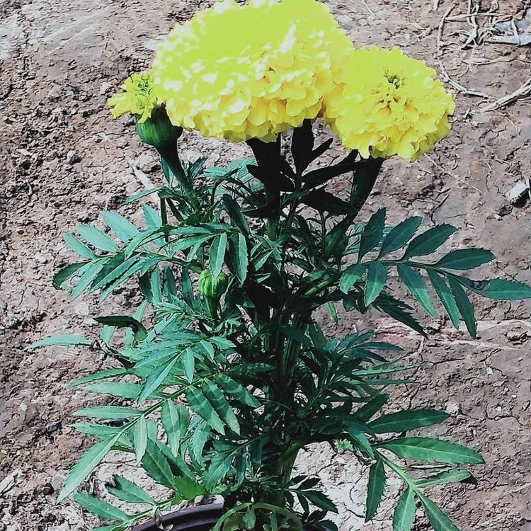 开春预定好苗 双色盆孔雀草 观赏花卉孔雀草杯苗