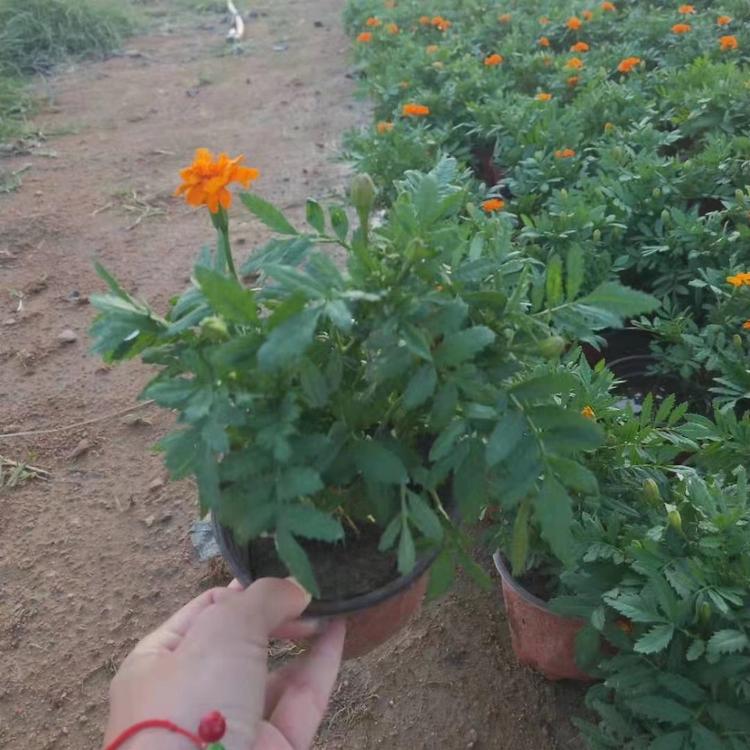 双色盆孔雀草报价 森灏花卉大量批发双色盆孔雀草