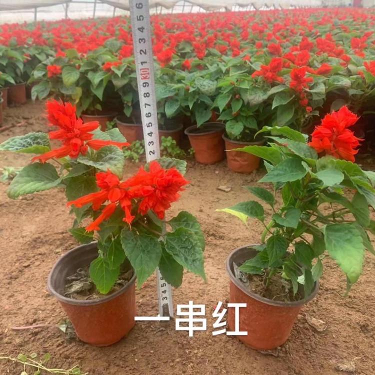 批发一串红 一串红种植基地 一串红图片