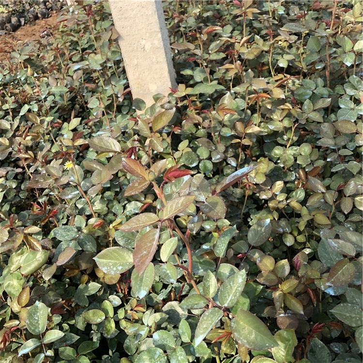 青州大花月季批发基地 龙武园林 大花月季苗供应