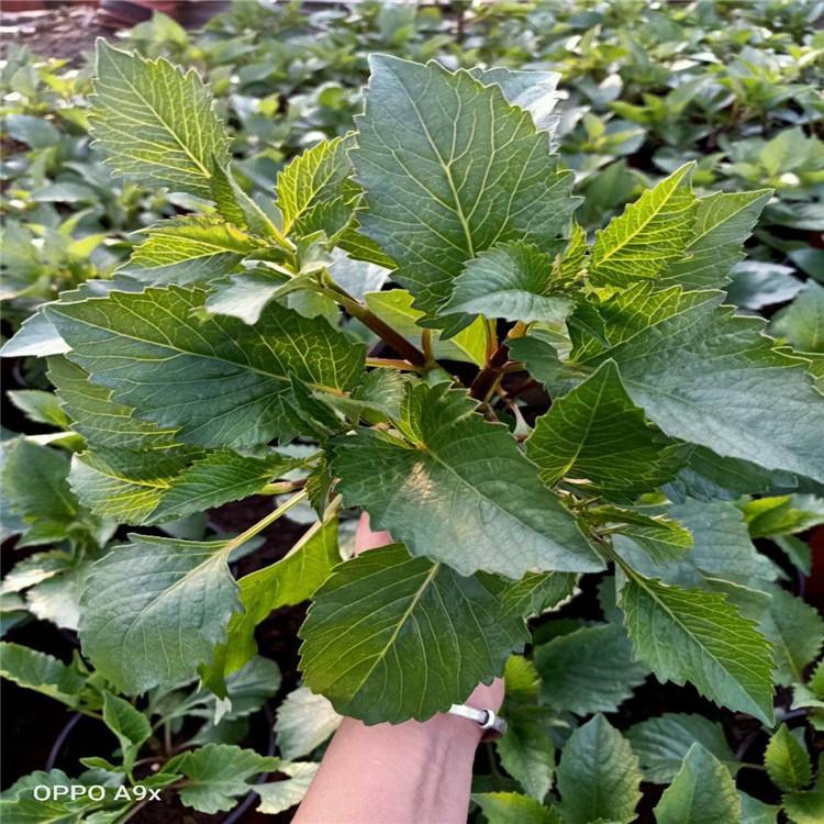大丽花批发商    大丽花价格