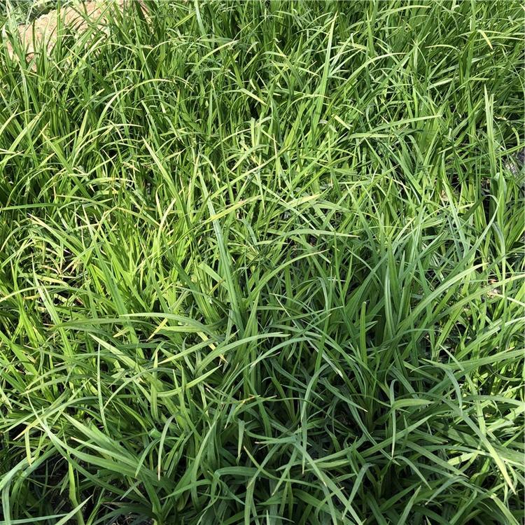 20公分高崂峪苔草 青州崂峪苔草基地批发崂峪苔草苗