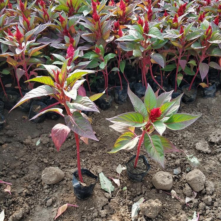 鸡冠花 山东鸡冠花种植基地 批发基地鸡髻花
