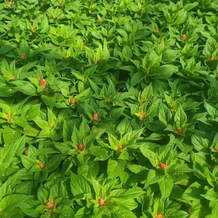 一支笔_一支笔价格_山东鸡冠花基地_大量批发鸡冠花