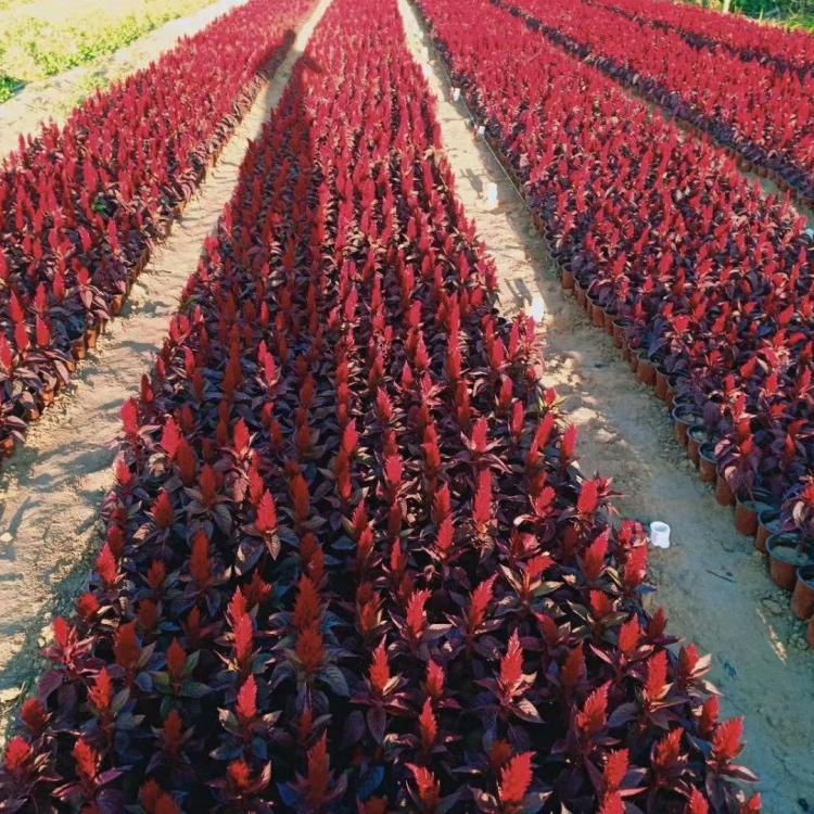 山东欣美 世纪红基地_鸡冠花销售 庭院摆放好看的世纪红