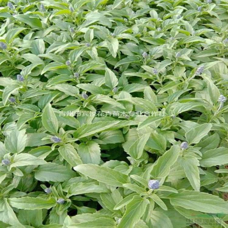 鼠尾草价格 鼠尾草批发