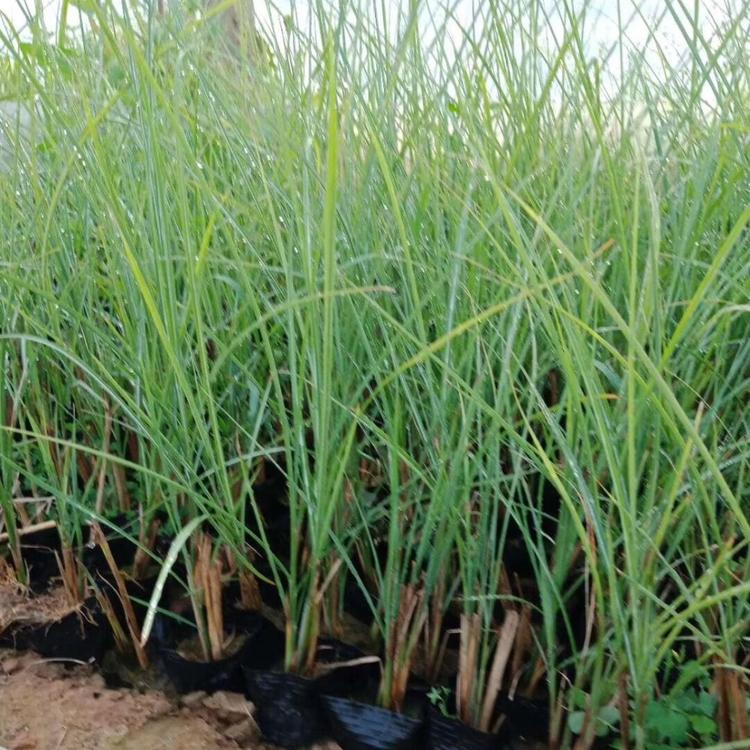 优质细叶芒 青州细叶芒种植基地 质量好的细叶芒价格