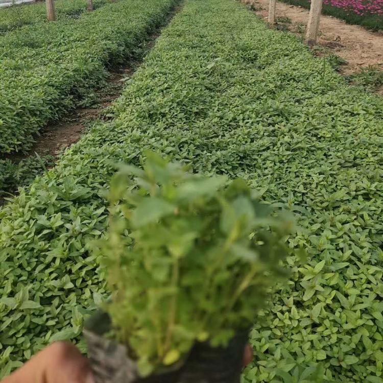 千屈菜批发 千屈菜小苗  青州花卉千屈菜基地批发