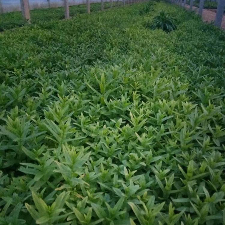 山东黄楼草花基地 千屈菜  千屈菜批发 千屈菜小苗  青州花卉千屈菜基地批发