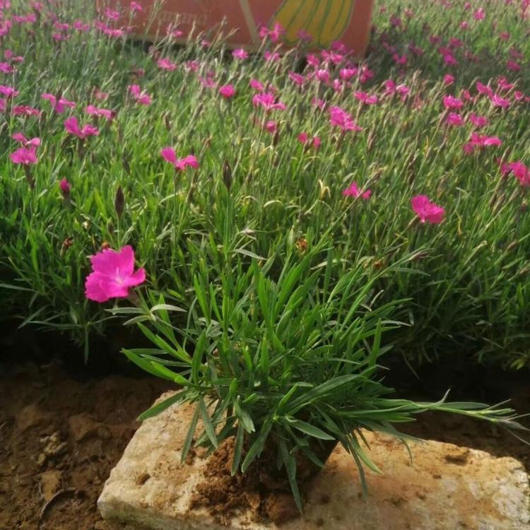 大量供应欧石竹 优质欧石竹种植基地 欧石竹##石竹价格
