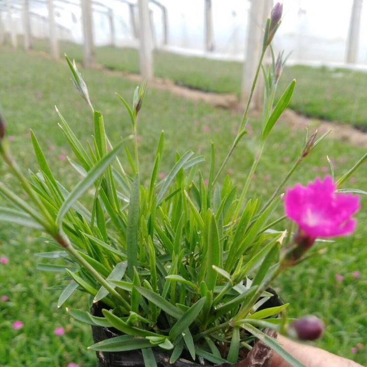 优质欧石竹价格 青州欧石竹种植基地 欧石竹花期成活率