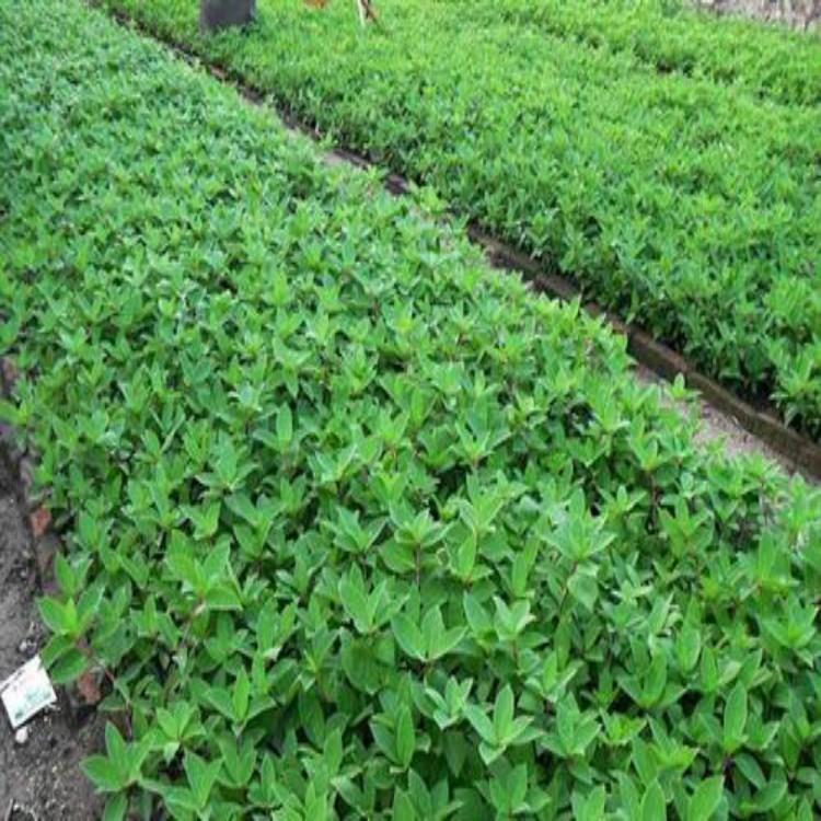 木绣球价格 木绣球基地 木绣球
