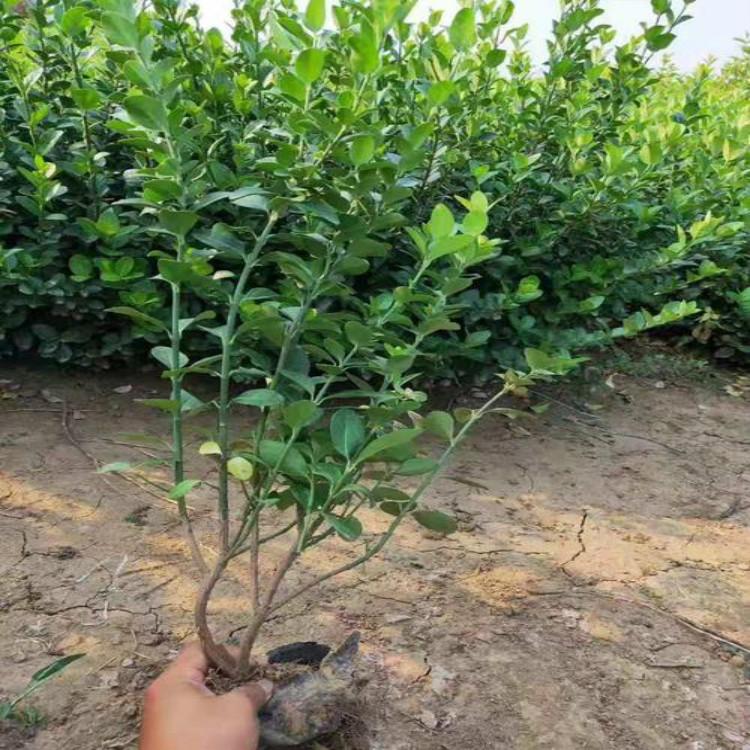 卫矛批发价格